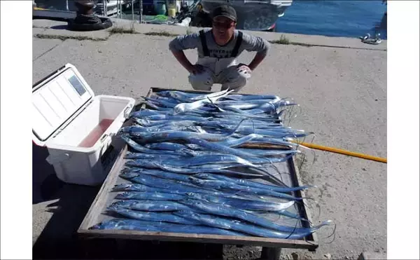 「【沖釣り釣果速報】秋の伊良湖沖カワハギ釣り盛況！良型交じりで釣る人28匹（愛知）」の画像
