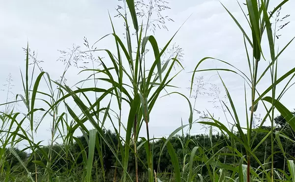 「「川で釣りしたらくしゃみが止まらなくなった！」 釣りに行くなら花粉症対策も大事？」の画像