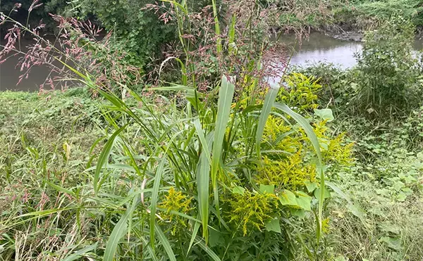 「「川で釣りしたらくしゃみが止まらなくなった！」 釣りに行くなら花粉症対策も大事？」の画像