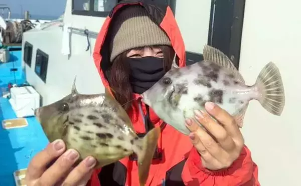 「大分沖のカワハギ釣りで42尾の爆釣！　ゲストにまさかの50cmイシダイも乱入」の画像