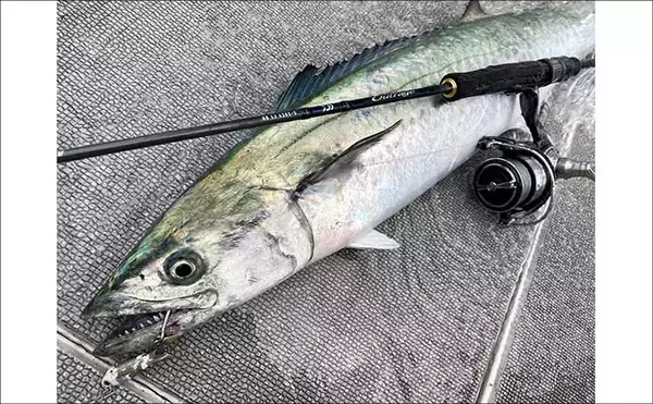 「博多湾のブレードジギングで90cm超4kgサワラ手中！【福岡】タングステンジグが炸裂」の画像