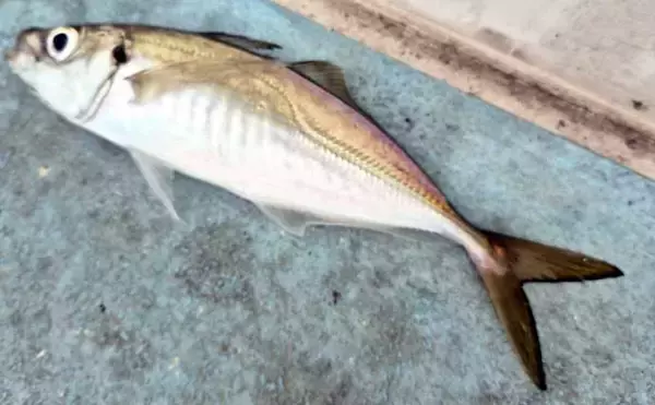 「関東エリアの【船釣り特選釣果】東京湾のシロギス絶好調！束釣り達成者も現る」の画像