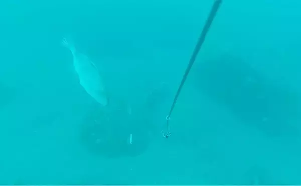 「「海底の起伏を狙うと魚が釣れる！」 ボートアマダイ釣りで地形釣りが的中」の画像