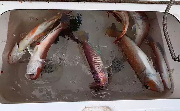 「「海底の起伏を狙うと魚が釣れる！」 ボートアマダイ釣りで地形釣りが的中」の画像