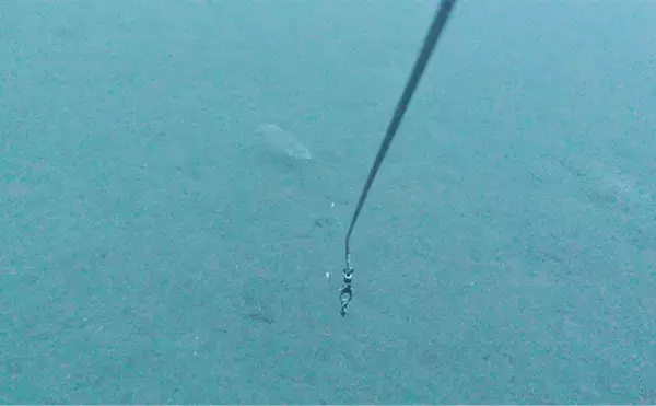 「「海底の起伏を狙うと魚が釣れる！」 ボートアマダイ釣りで地形釣りが的中」の画像