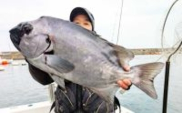 【沖釣り釣果速報】石鯛五目で3kg級イシダイ登場！　大分沖で多彩魚種ヒット（大分・熊本）