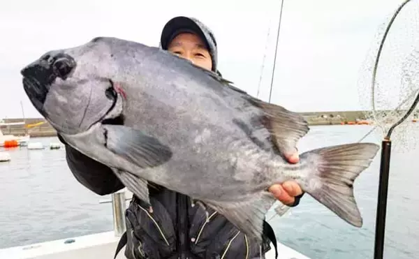 「【沖釣り釣果速報】石鯛五目で3kg級イシダイ登場！　大分沖で多彩魚種ヒット（大分・熊本）」の画像