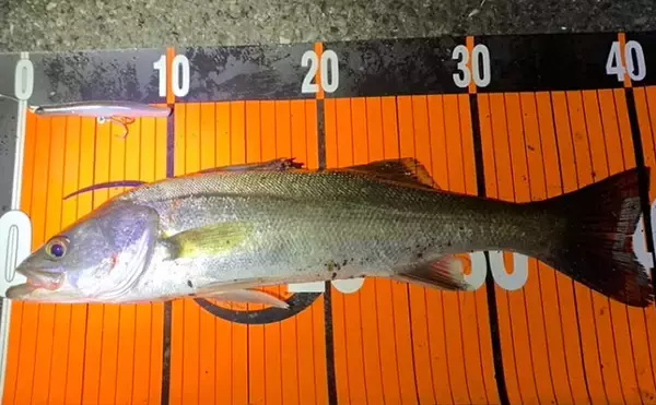 「「激戦区は簡単には釣れない！」東京湾奥のバチ抜けシーバス【高実績ルアー3選】」の画像