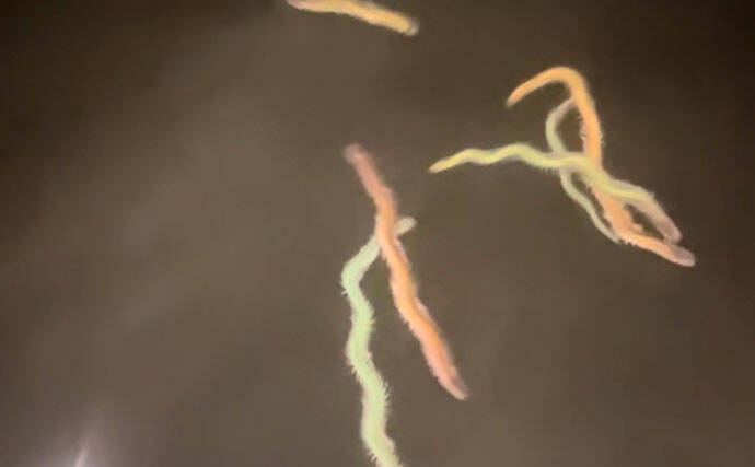 「激戦区は簡単には釣れない！」東京湾奥のバチ抜けシーバス【高実績ルアー3選】