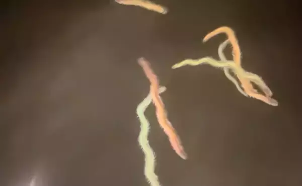 「「激戦区は簡単には釣れない！」東京湾奥のバチ抜けシーバス【高実績ルアー3選】」の画像