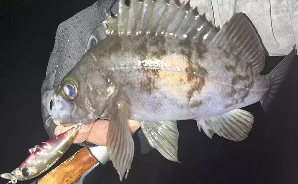 「磯メバリングの実績抜群プラグルアー3選　ライトゲーム初心者にもオススメ！」の画像