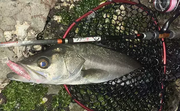 「磯メバリングの実績抜群プラグルアー3選　ライトゲーム初心者にもオススメ！」の画像