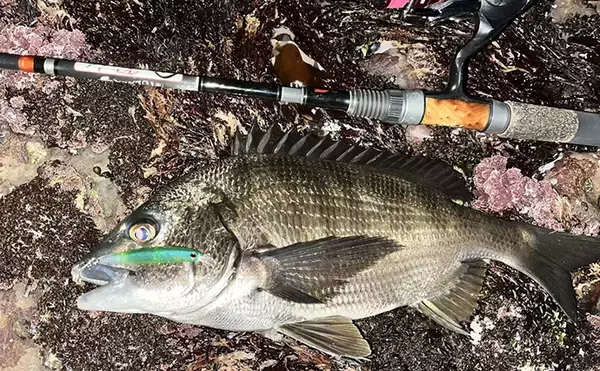 「磯メバリングの実績抜群プラグルアー3選　ライトゲーム初心者にもオススメ！」の画像