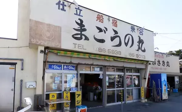 「相模湾マルイカ釣りで本命トップ17尾【まごうの丸・神奈川】ムギ・ヤリイカ交じる」の画像