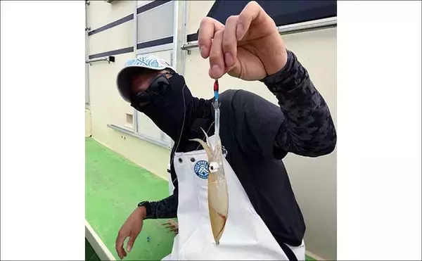 「相模湾マルイカ釣りで本命トップ17尾【まごうの丸・神奈川】ムギ・ヤリイカ交じる」の画像