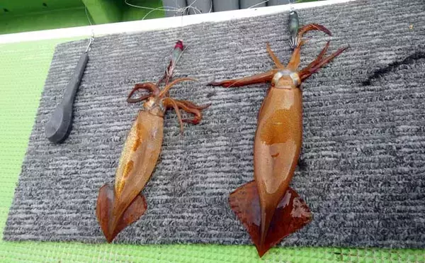 「相模湾マルイカ釣りで本命トップ17尾【まごうの丸・神奈川】ムギ・ヤリイカ交じる」の画像