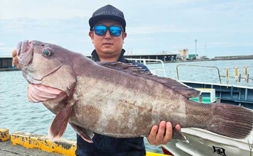 金洲のスルメイカ泳がせ釣りで8kg大型マハタ堂々浮上！【船釣り最新情報10選・東海】