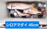 「金洲のスルメイカ泳がせ釣りで8kg大型マハタ堂々浮上！【船釣り最新情報10選・東海】」の画像11