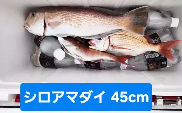 「金洲のスルメイカ泳がせ釣りで8kg大型マハタ堂々浮上！【船釣り最新情報10選・東海】」の画像