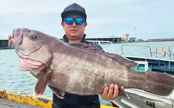 「金洲のスルメイカ泳がせ釣りで8kg大型マハタ堂々浮上！【船釣り最新情報10選・東海】」の画像