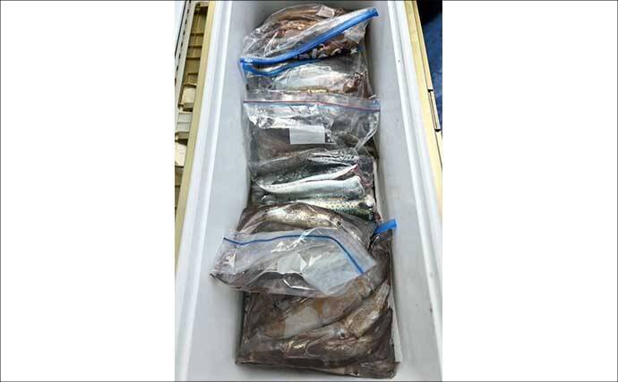 金洲のスルメイカ泳がせ釣りで8kg大型マハタ堂々浮上！【船釣り最新情報10選・東海】