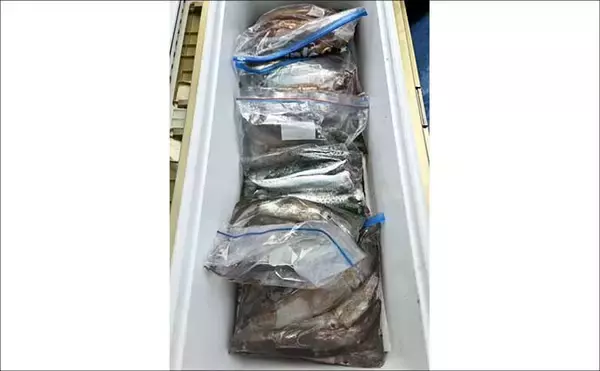 「金洲のスルメイカ泳がせ釣りで8kg大型マハタ堂々浮上！【船釣り最新情報10選・東海】」の画像