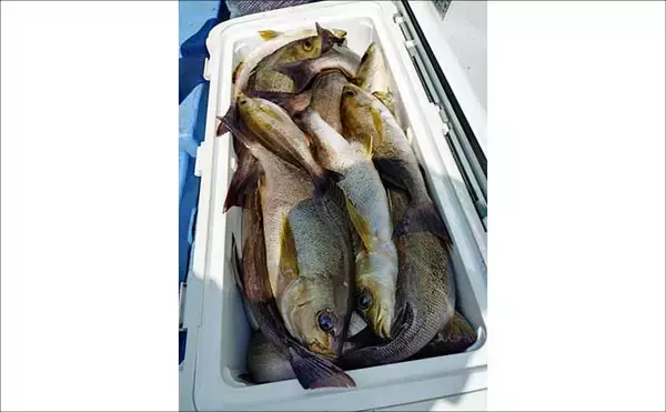 「金洲のスルメイカ泳がせ釣りで8kg大型マハタ堂々浮上！【船釣り最新情報10選・東海】」の画像