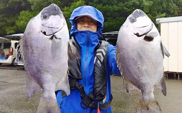 「金洲のスルメイカ泳がせ釣りで8kg大型マハタ堂々浮上！【船釣り最新情報10選・東海】」の画像
