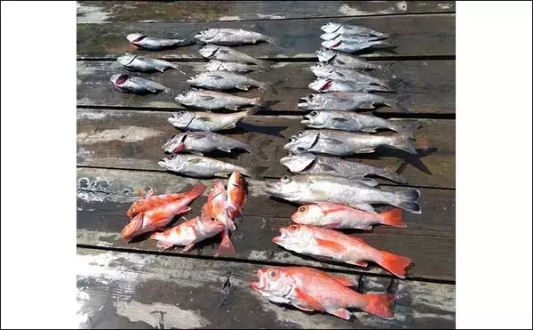 「【釣果速報】レンタルボートのファミリーフィッシングで魚種多彩に満喫（三重）」の画像