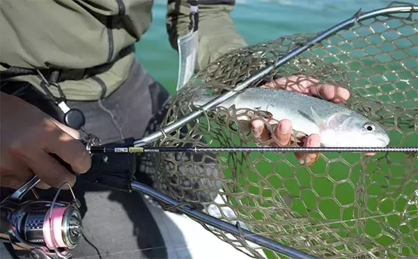 海釣りタックル流用でエリアトラウト入門のススメ　流用可能ロッドも紹介