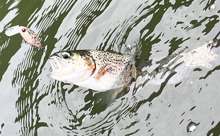 海釣りタックル流用でエリアトラウト入門のススメ　流用可能ロッドも紹介