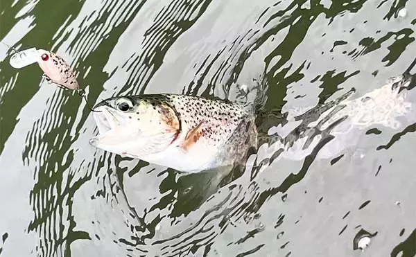 「海釣りタックル流用でエリアトラウト入門のススメ　流用可能ロッドも紹介」の画像