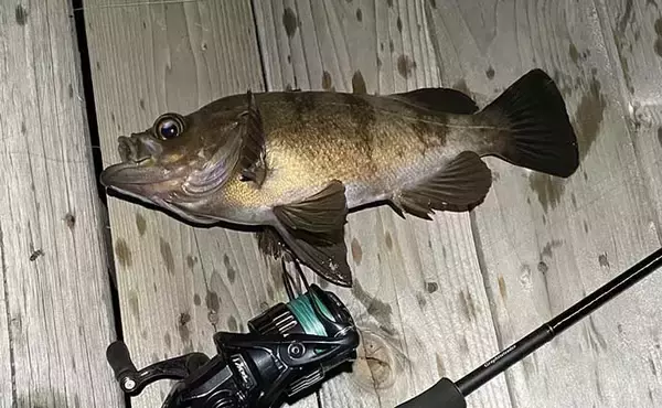 「海釣りタックル流用でエリアトラウト入門のススメ　流用可能ロッドも紹介」の画像