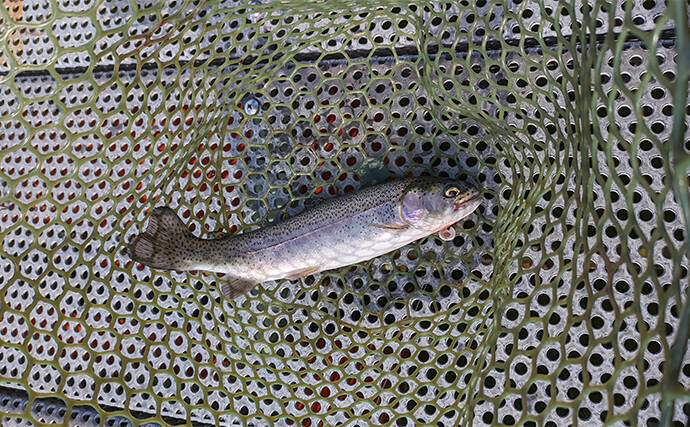 海釣りタックル流用でエリアトラウト入門のススメ　流用可能ロッドも紹介