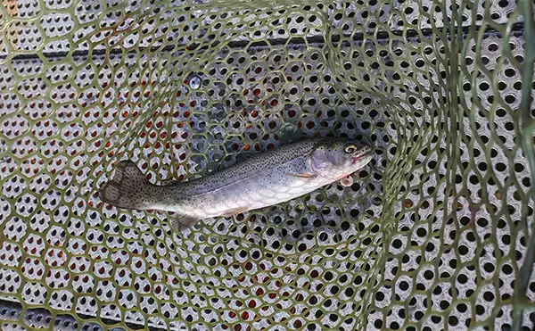 「海釣りタックル流用でエリアトラウト入門のススメ　流用可能ロッドも紹介」の画像