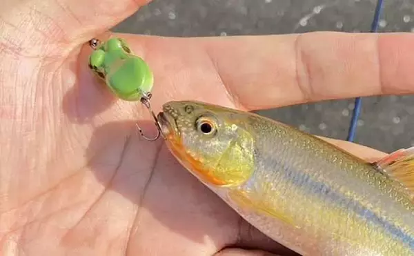 「カワムツ釣るのにトップウォータープラグ？」実際にやってみたら大成功！【三重】