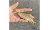 「「カワムツ釣るのにトップウォータープラグ？」実際にやってみたら大成功！【三重】」の画像5