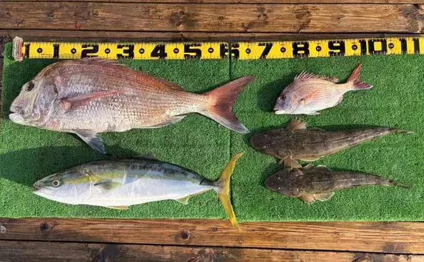 「【沖のルアー釣果速報】伊勢湾沖キャスティングゲームで良型サワラ連発！（愛知）」の画像