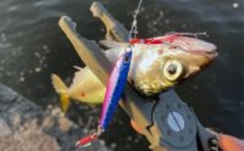 泉大津でのショアジギング釣行で無限サバ祭り【大阪】サゴシは不発