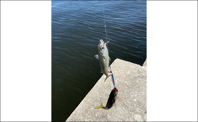 泉大津でのショアジギング釣行で無限サバ祭り【大阪】サゴシは不発