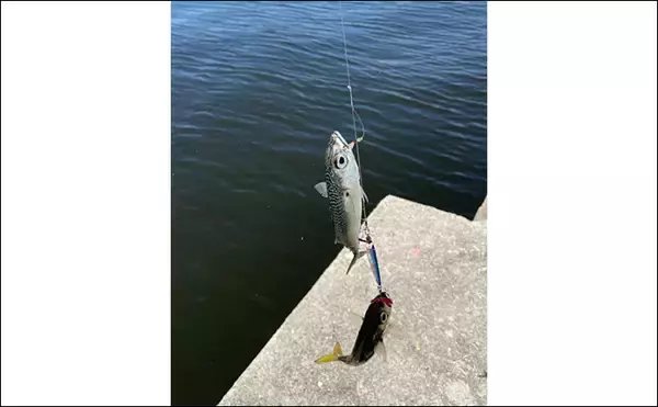 「泉大津でのショアジギング釣行で無限サバ祭り【大阪】サゴシは不発」の画像