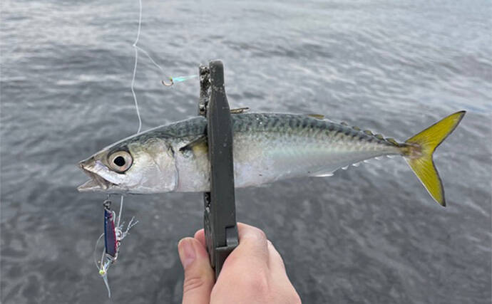 泉大津でのショアジギング釣行で無限サバ祭り【大阪】サゴシは不発