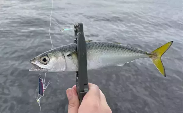「泉大津でのショアジギング釣行で無限サバ祭り【大阪】サゴシは不発」の画像