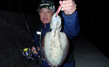 堤防から1kg級モンゴウイカ手中！【熊本】派手なシャクリからの長めステイでヒット