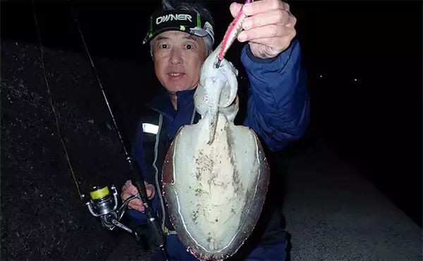 「堤防から1kg級モンゴウイカ手中！【熊本】派手なシャクリからの長めステイでヒット」の画像
