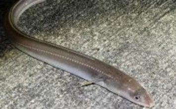 標準和名と属するグループ名があべこべなサカナたち　国際ルールに合わせた結果？