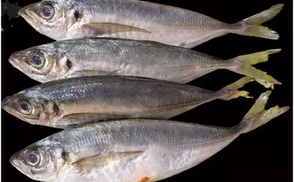 フロートリグアジングで24cm超えアジ連打に成功！【江田島・広島】好ゲストに45cmマダイ