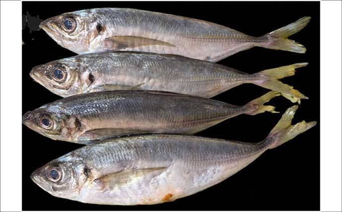 フロートリグアジングで24cm超えアジ連打に成功！【江田島・広島】好ゲストに45cmマダイ