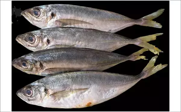 「フロートリグアジングで24cm超えアジ連打に成功！【江田島・広島】好ゲストに45cmマダイ」の画像