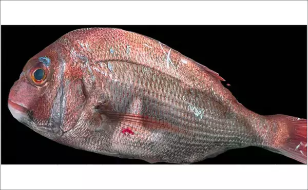 「フロートリグアジングで24cm超えアジ連打に成功！【江田島・広島】好ゲストに45cmマダイ」の画像